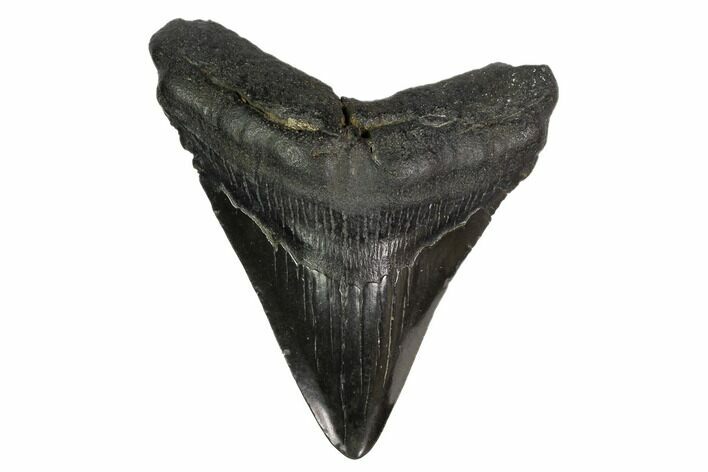 Fossil Megalodon Tooth - Georgia #145436